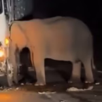 Mamãe elefante tenta salvar seu filhote por 5 horas e recusa-se deixar o local após perceber a morte da cria