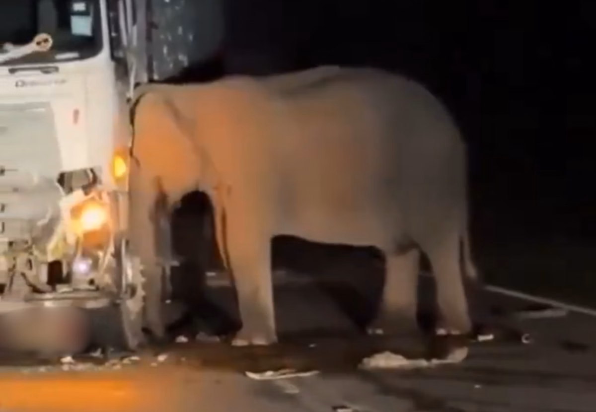 Mamãe elefante tenta salvar seu filhote por 5 horas e recusa-se deixar o local após perceber a morte da cria Mamãe elefante tenta salvar seu filhote por 5 horas e recusa-se deixar o local após perceber a morte da cria