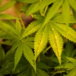 Prefeitura de São Cristóvão sanciona lei  que permite uso medicinal de produtos derivados da cannabis