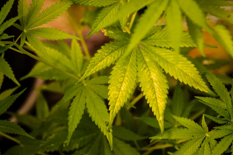 Prefeitura de São Cristóvão sanciona lei  que permite uso medicinal de produtos derivados da cannabis