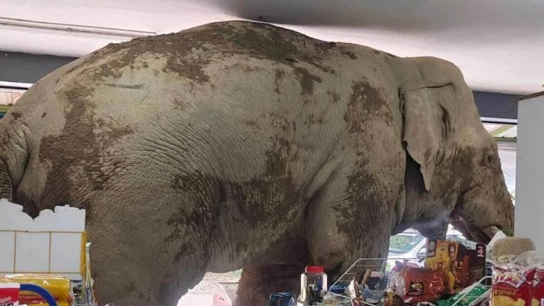 Elefante invade supermercado tailandês e “furta” comida