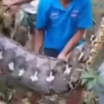 Fazendeiro desaparecido é encontrado dentro de píton na Indonésia