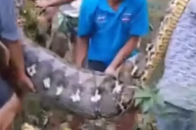 Fazendeiro desaparecido é encontrado dentro de píton na Indonésia Fazendeiro desaparecido é encontrado dentro de píton na Indonésia