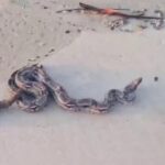 Jiboia é avistada na faixa de areia da praia de Atalaia, em Aracaju