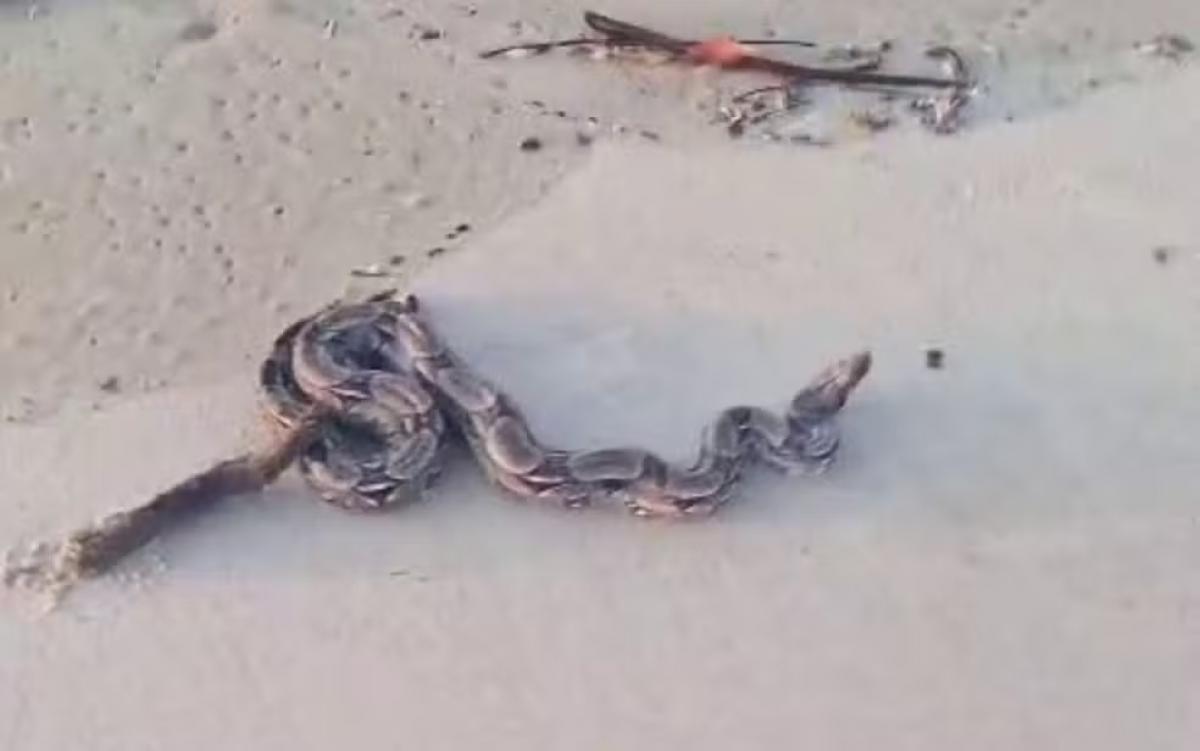 Jiboia é avistada na faixa de areia da praia de Atalaia, em Aracaju Jiboia é avistada na faixa de areia da praia de Atalaia, em Aracaju
