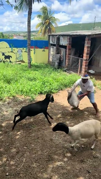 Mulher é atingida por ataque de carneiro ao tentar fugir do animal