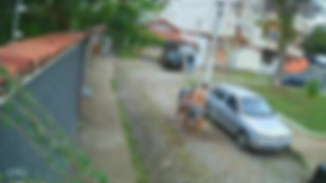 Pitbull é mort0 a facad4s depois de atac4r shih-tzu no RJ