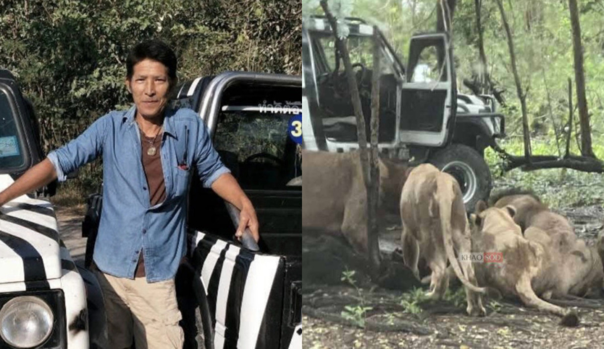 Tratador de leões é devorad0 pelos felinos em zoológico na Tailândia