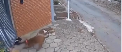 Cadela é arrastada e atacad4 por pitbull em interior de SP