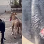 Cadelinha vira-lata é atac4da por pitbulls durante passeio familiar no interior de SP