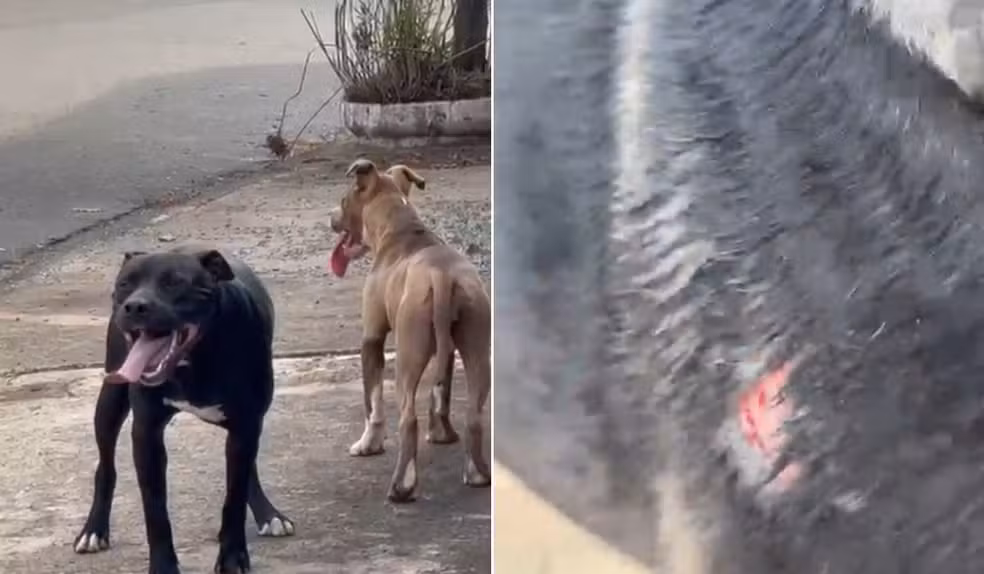 Cadelinha vira-lata é atac4da por pitbulls durante passeio familiar no interior de SP Cadelinha vira-lata é atac4da por pitbulls durante passeio familiar no interior de SP