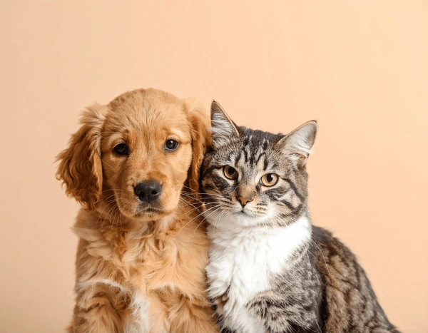 ALESE aprova lei que proíbe deixar animais acorrentados ALESE aprova lei que proíbe deixar animais acorrentados