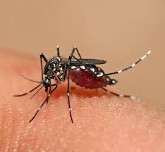 Ministério da Saúde anuncia o registro da vacina em dose única contra dengue