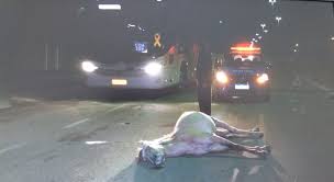 Cavalo desgovernado avança contra ônibus em rodovia e morre