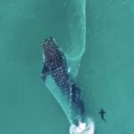 Tubarão-baleia escapa de rede em Arraial do Cabo no Rio de Janeiro