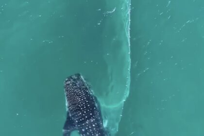 Tubarão-baleia escapa de rede em Arraial do Cabo no Rio de Janeiro
