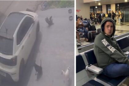 “Se eu pudesse, faria de novo”: motorista é preso ao tentar fugir de Manaus após atr0pelar cachorros