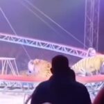 Tigre avança em direção à plateia após falha em rede de proteção em circo na Rússia