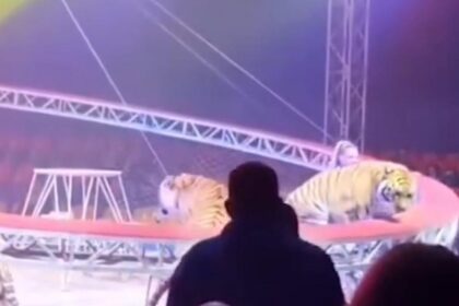 Tigre avança em direção à plateia após falha em rede de proteção em circo na Rússia