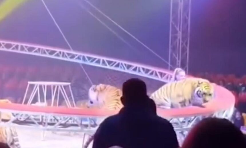 Tigre avança em direção à plateia após falha em rede de proteção em circo na Rússia