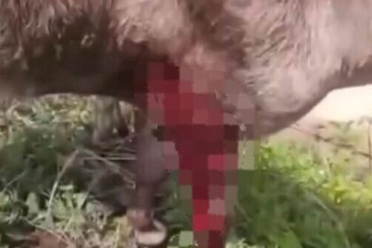 Polícia Civil investiga caso de maus-tratos contra cavalo ferido a g0lpes de faca em Santa Luzia do Itanhy