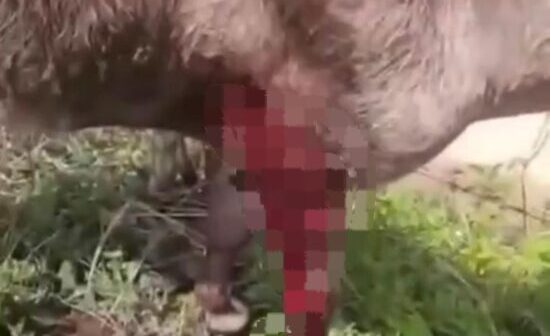 Polícia Civil investiga caso de maus-tratos contra cavalo ferido a g0lpes de faca em Santa Luzia do Itanhy