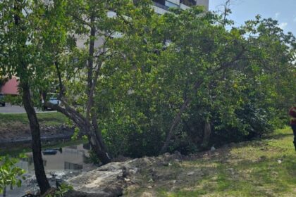 Iguá Sergipe realiza ação de limpeza em área de manguezal na capital sergipana